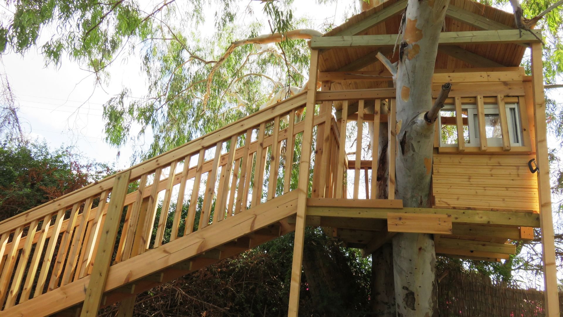 Wooden treehouse with stairs, built around a large white tree trunk