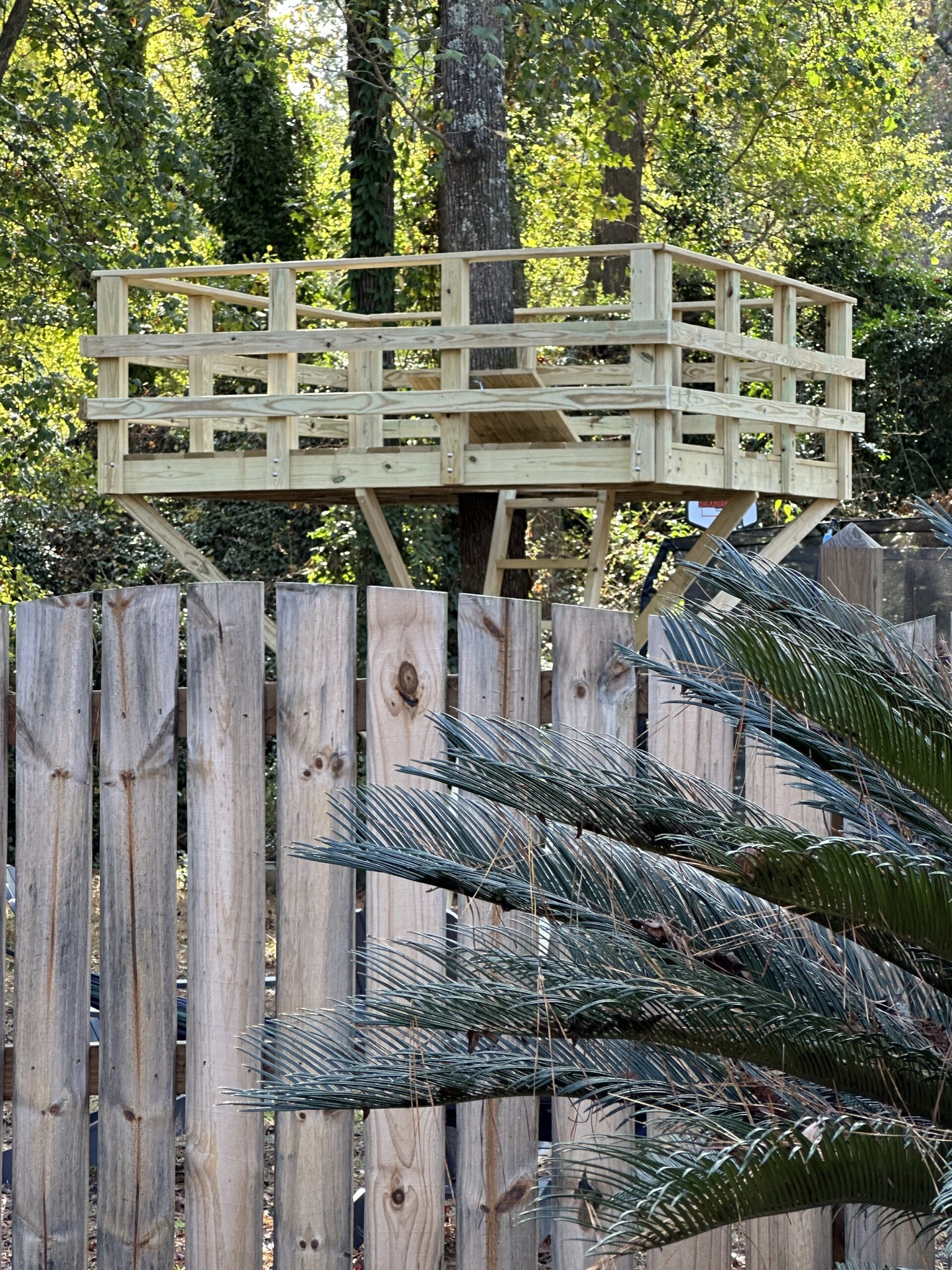 Wooden treehouse platform with railing, surrounded by trees and palm fronds