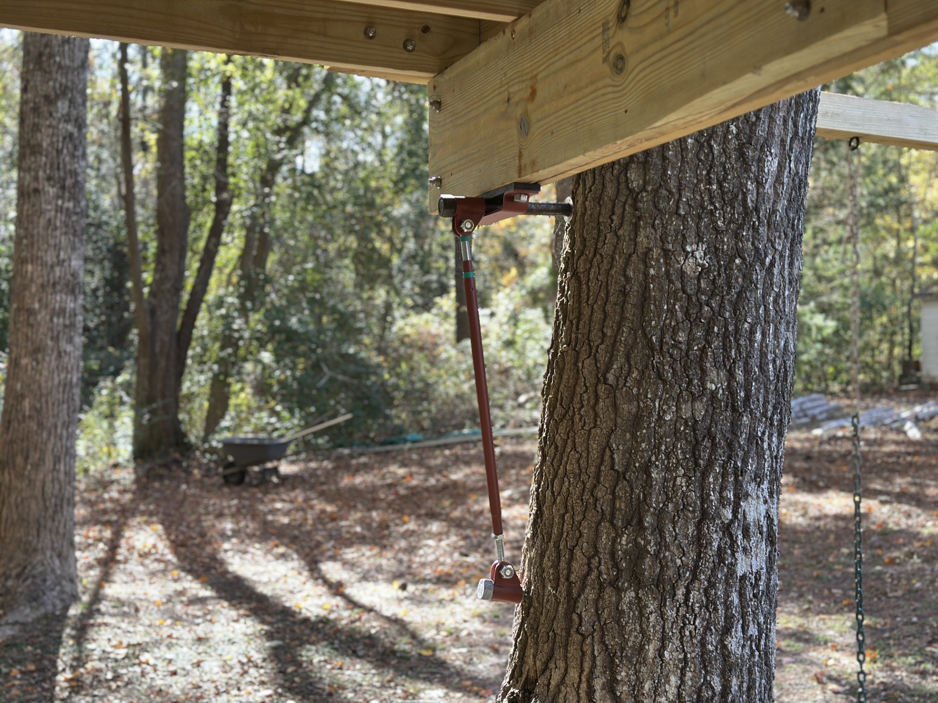 Treehouse platform attached to a living trunk with a diagonal support brace